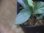画像3: Homalomena humilis "Shirogane SGG" from Pulau Lingga【HW0824-04】 (3)