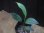 画像3: Homalomena sp. "type Garuda Wing" from Pulau Singkep【HW0824-17】 (3)