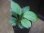 画像2: Homalomena sp. "SK-3" from Sidikalang【HW1123-04】 (2)
