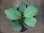 画像1: Homalomena sp. "SK-3" from Sidikalang【HW1123-04】 (1)