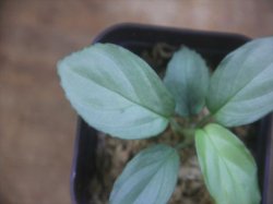 画像3: Homalomena humilis "Shirogane SGG" from Pulau Lingga【HW0824-4】