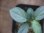 画像3: Homalomena humilis "Shirogane SGG" from Pulau Lingga【HW0824-4】 (3)