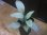 画像1: Homalomena humilis "Shirogane SGR" from Pulau Lingga【HW0824-04】 (1)