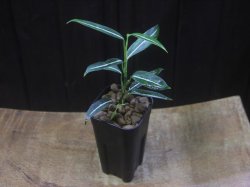 画像5: Aglaonema vittatum from Pulau Lingga【HW0824-01】