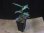 画像5: Aglaonema vittatum from Pulau Lingga【HW0824-01】 (5)