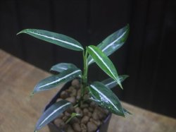 画像2: Aglaonema vittatum from Pulau Lingga【HW0824-01】