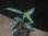 画像2: Aglaonema vittatum from Pulau Lingga【HW0824-01】 (2)
