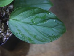 画像3: Homalomena sp. from Padang Sidempuan【HW1123-06】
