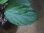 画像3: Homalomena sp. from Padang Sidempuan【HW1123-06】 (3)