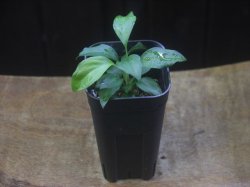 画像4: Homalomena sp. from Danau Toba【HW0517-02】