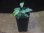 画像4: Homalomena sp. from Danau Toba【HW0517-02】 (4)