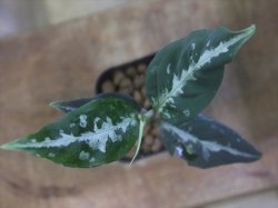 画像1: Aglaonema pitum "TG-7" from Tigalingga【HW1123-01g】No.13