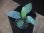 画像1: Homalomena sp. "Hisoku" SGR from Padang Sidempuan【HW1123-06】Wf1(18) (1)