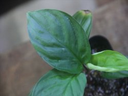 画像3: Homalomena sp. from Padang Sidempuan【HW1123-06】