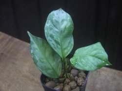 画像2: Aglaonema neblosum from Pulau Lingga【HW0622-02】