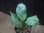 画像2: Aglaonema neblosum from Pulau Lingga【HW0622-02】 (2)