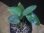 画像2: Homalomena sp. "type GR" from Pulau Lingga【HW0824-5】 (2)