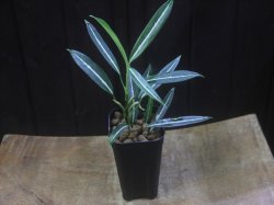 画像5: Aglaonema vittatum from Pulau Lingga【HW0824-01】