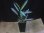 画像5: Aglaonema vittatum from Pulau Lingga【HW0824-01】 (5)