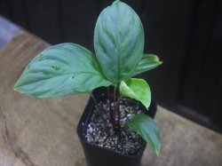 画像2: Homalomena sp. from Padang Sidempuan【HW1123-06】
