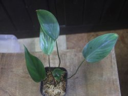 画像2: Homalomena sp. "type Tsubaki" GR from Pulau Lingga【HW1017-02】