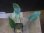 画像2: Homalomena sp. "type Tsubaki" GR from Pulau Lingga【HW1017-02】 (2)
