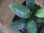 画像2: Homalomena sp. "type Tsubaki GR" from Pulau Lingga【HW0824-06】 (2)