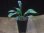 画像4: Homalomena "Narrow Leaf" from Riau Sumatera【HW0523-05】 (4)