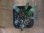 画像2: Homalomena sp. "Narrow Leaf" from Riau Sumatera【HW0523-05】 (2)