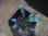 画像1: Homalomena sp. "Narrow Leaf" from Riau Sumatera【HW0523-05】 (1)