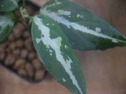 画像4: Aglaonema pitum "TG-3" from Tigalingga【HW1123-01c】No.12