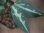 画像4: Aglaonema pitum "TG-3" from Tigalingga【HW1123-01c】No.12 (4)