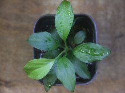 画像3: Homalomena sp. from Danau Toba【HW0517-02】