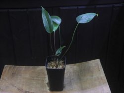 画像4: Homalomena sp. "type Tsubaki" GR from Pulau Lingga【HW1017-02】