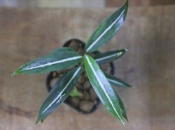 画像1: Aglaonema vittatum from Pulau Lingga【HW0824-01】