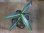 画像1: Aglaonema vittatum from Pulau Lingga【HW0824-01】 (1)