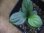 画像3: Homalomena sp. "Hisoku" SGG from Padang Sidempuan【HW1123-06】Wf1(13) (3)