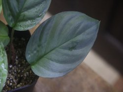 画像3: Homalomena sp. "Hisoku" SGR from Padang Sidempuan【HW1123-06】