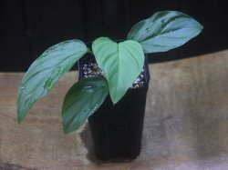 画像4: Homalomena sp. from Padang Sidempuan【HW1123-06】