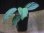 画像4: Homalomena sp. from Padang Sidempuan【HW1123-06】 (4)