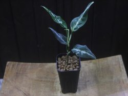 画像5: Aglaonema pitum "TG-7" from Tigalingga【HW1123-01g】No.13