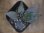 画像2: Homalomena humilis "type BRR" from Pulau Lingga【HW0824-05】 (2)