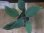 画像2: Homalomena sp. "type Garuda Wing" from Pulau Lingga【HW0824-1】 (2)
