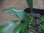 画像3: Homalomena "Narrow Leaf" from Riau Sumatera【HW0523-05】 (3)