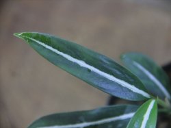 画像3: Aglaonema vittatum from Pulau Lingga【HW0824-01】