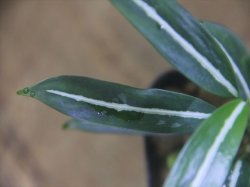 画像4: Aglaonema vittatum from Pulau Lingga【HW0824-01】