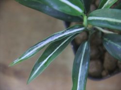 画像4: Aglaonema vittatum from Pulau Lingga【HW0824-01】