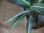 画像4: Aglaonema vittatum from Pulau Lingga【HW0824-01】 (4)