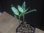 画像2: Aglaonema vittatum from Pulau Lingga【HW0824-02】 (2)