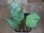 画像1: Aglaonema neblosum from Pulau Lingga【HW0622-02】 (1)